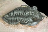 Pseudocryphaeus (Cryphina) Trilobite - Lghaft, morocco #165936-3